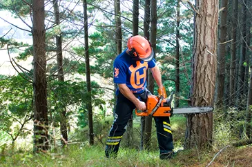 Forestry Head Protection