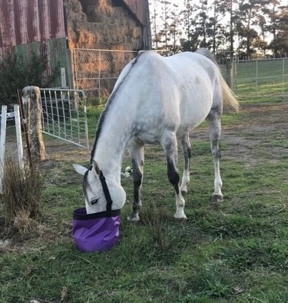 Horse and Pony Feed Bags